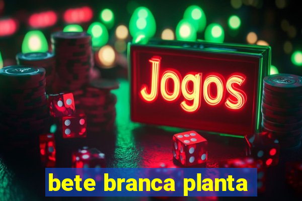 bete branca planta